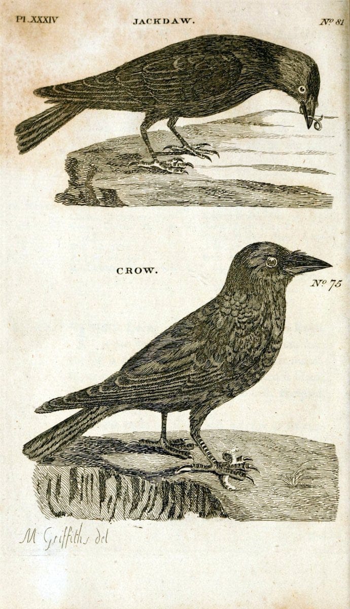British zoology..Warrington,Printed by W. Eyres, for B. White, London,1776-77.. |  | Vintage Print Reproduction 465340