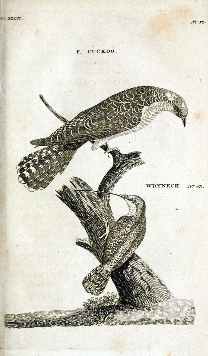 British zoology..Warrington,Printed by W. Eyres, for B. White, London,1776-77.. |  | Vintage Print Reproduction 465342