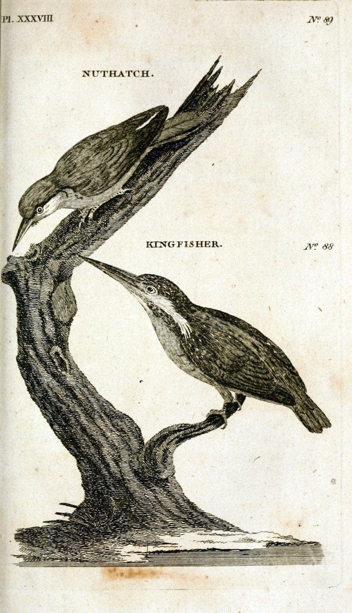 British zoology..Warrington,Printed by W. Eyres, for B. White, London,1776-77.. |  | Vintage Print Reproduction 465344