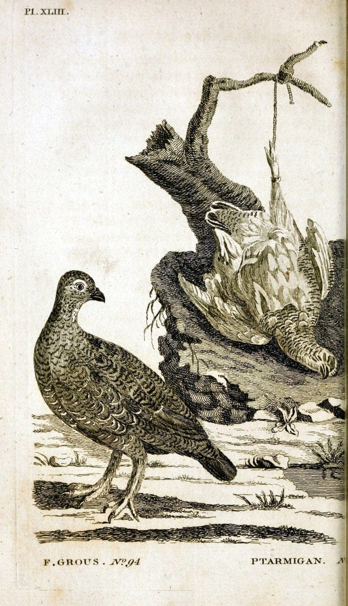 British zoology..Warrington,Printed by W. Eyres, for B. White, London,1776-77.. |  | Vintage Print Reproduction 465348