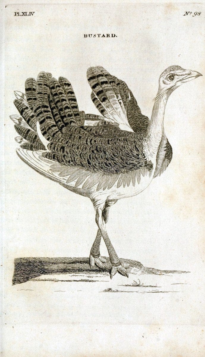 British zoology..Warrington,Printed by W. Eyres, for B. White, London,1776-77.. |  | Vintage Print Reproduction 465349