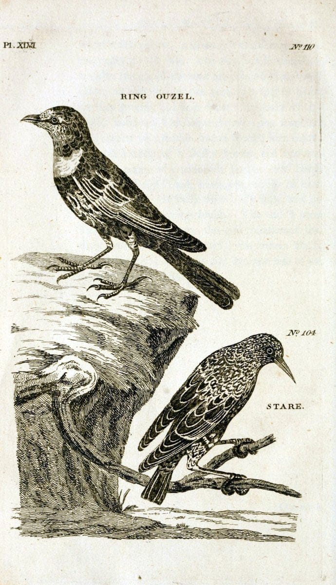 British zoology..Warrington,Printed by W. Eyres, for B. White, London,1776-77.. |  | Vintage Print Reproduction 465351