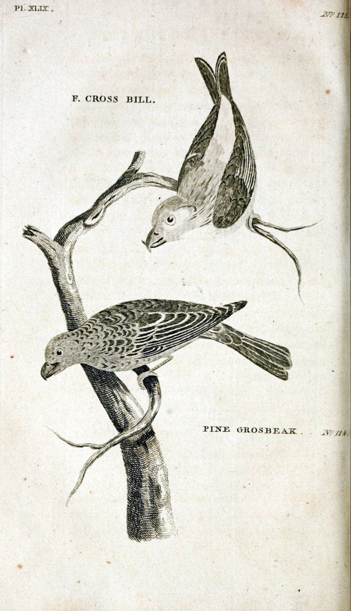 British zoology..Warrington,Printed by W. Eyres, for B. White, London,1776-77.. |  | Vintage Print Reproduction 465354