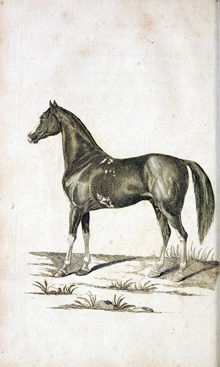 British zoology..Warrington,Printed by W. Eyres, for B. White, London,1776-77.. |  | Vintage Print Reproduction 465356