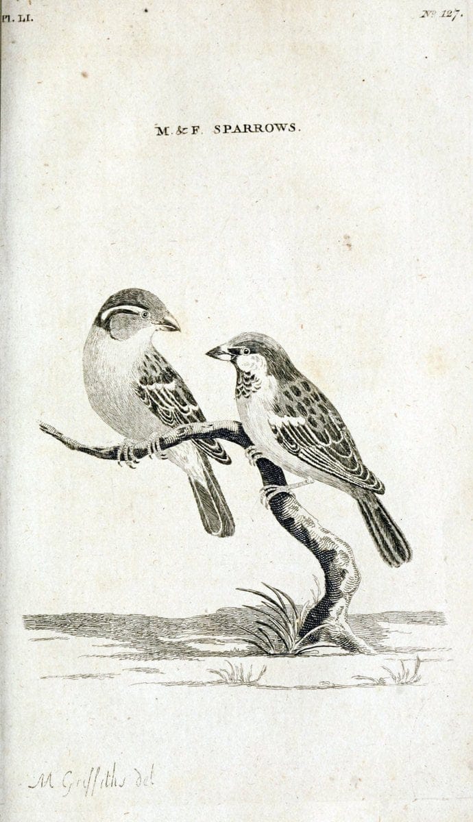 British zoology..Warrington,Printed by W. Eyres, for B. White, London,1776-77.. |  | Vintage Print Reproduction 465357