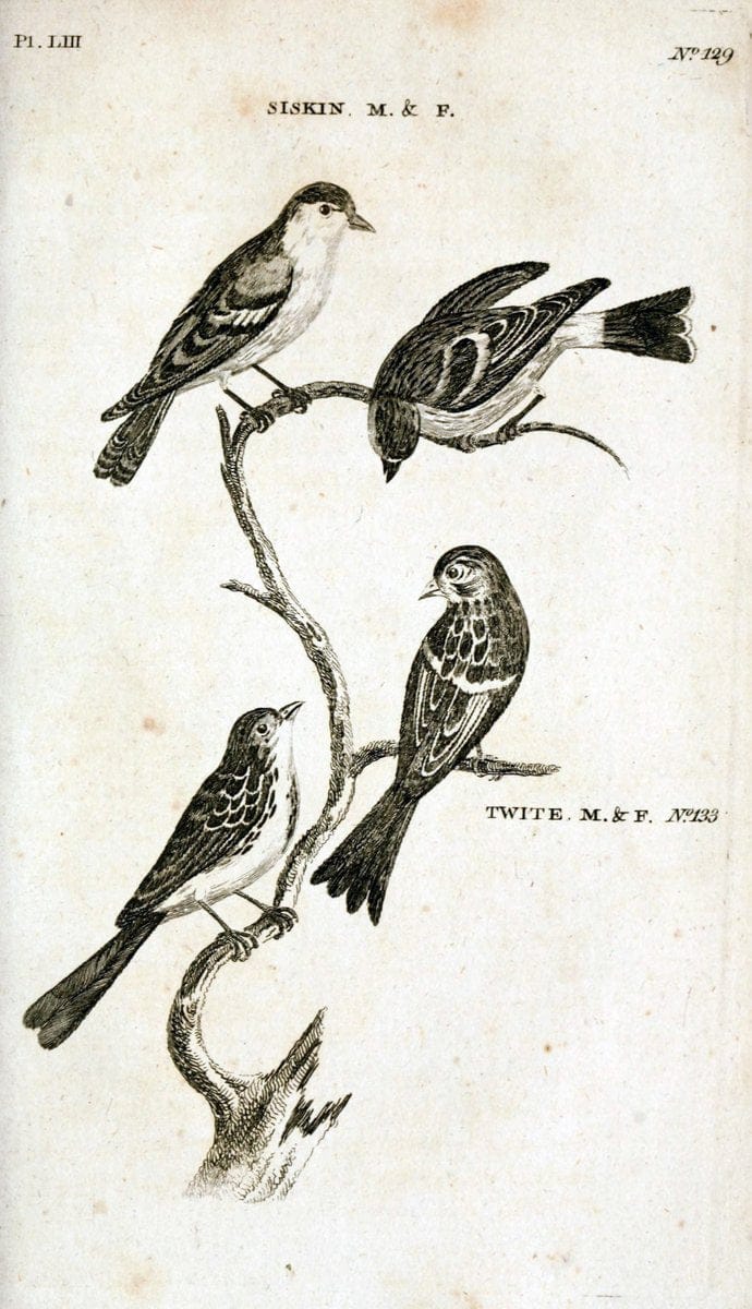 British zoology..Warrington,Printed by W. Eyres, for B. White, London,1776-77.. |  | Vintage Print Reproduction 465359