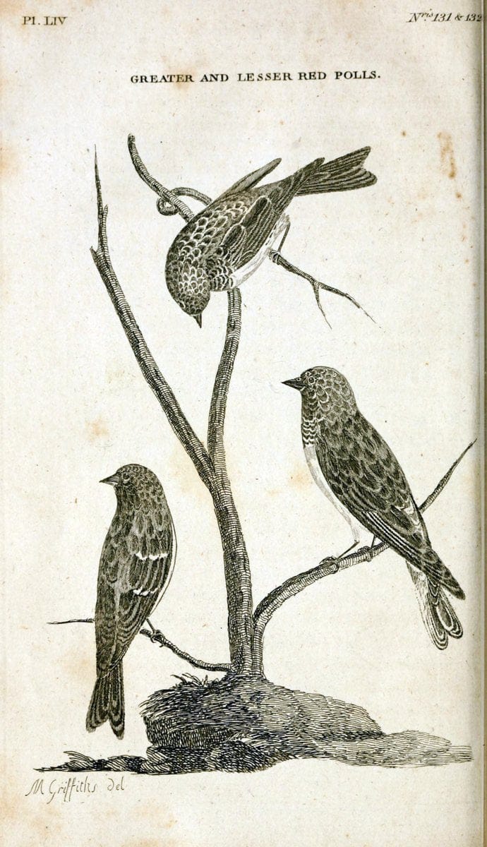 British zoology..Warrington,Printed by W. Eyres, for B. White, London,1776-77.. |  | Vintage Print Reproduction 465360