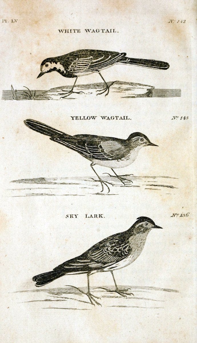 British zoology..Warrington,Printed by W. Eyres, for B. White, London,1776-77.. |  | Vintage Print Reproduction 465361