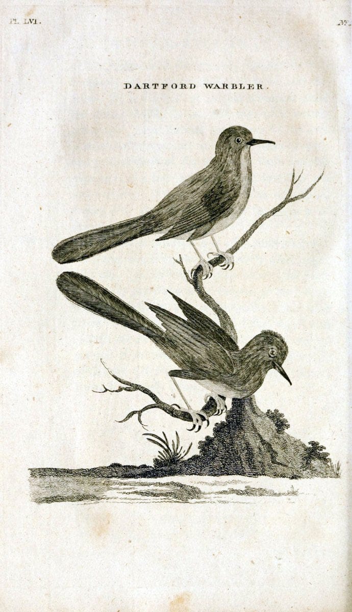 British zoology..Warrington,Printed by W. Eyres, for B. White, London,1776-77.. |  | Vintage Print Reproduction 465362