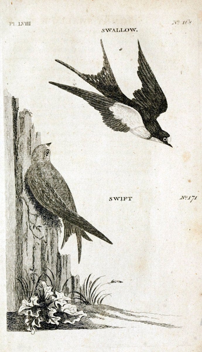 British zoology..Warrington,Printed by W. Eyres, for B. White, London,1776-77.. |  | Vintage Print Reproduction 465364