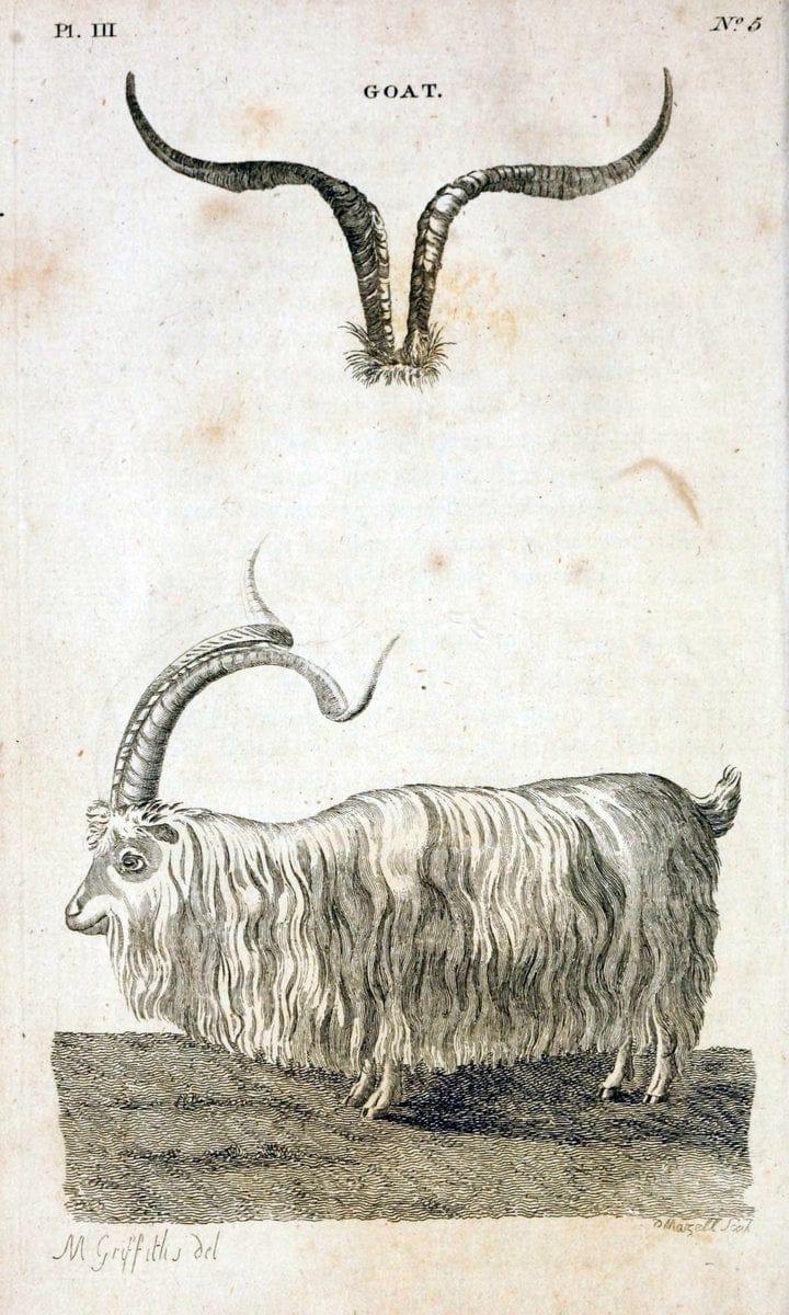 British zoology..Warrington,Printed by W. Eyres, for B. White, London,1776-77.. |  | Vintage Print Reproduction 465367
