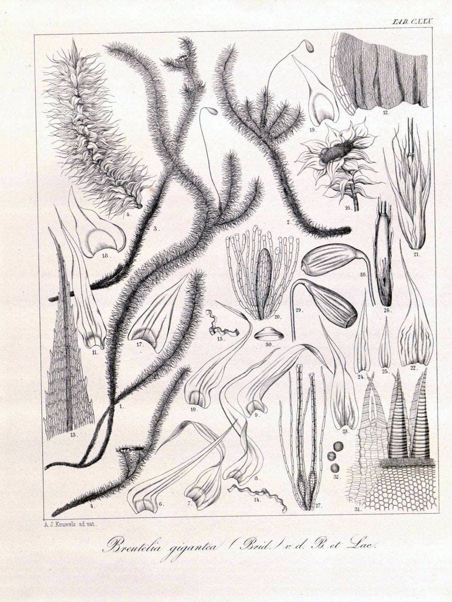 Dragable Image