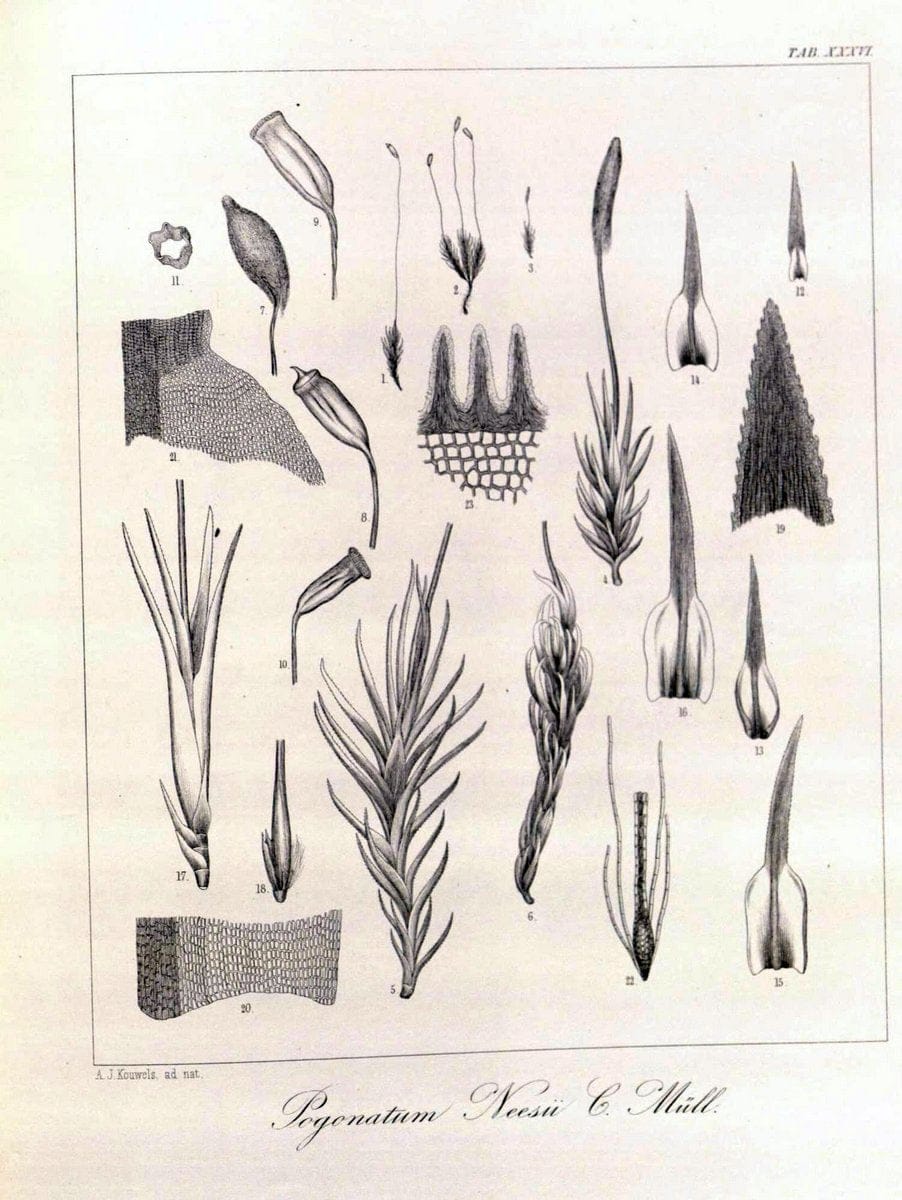 Bryologia javanica :.Lugduni-Batavorum [Leiden] :E. J. Brill,1855-1870.  | Bogor Indonesia Musci  | Vintage Print Reproduction 465369