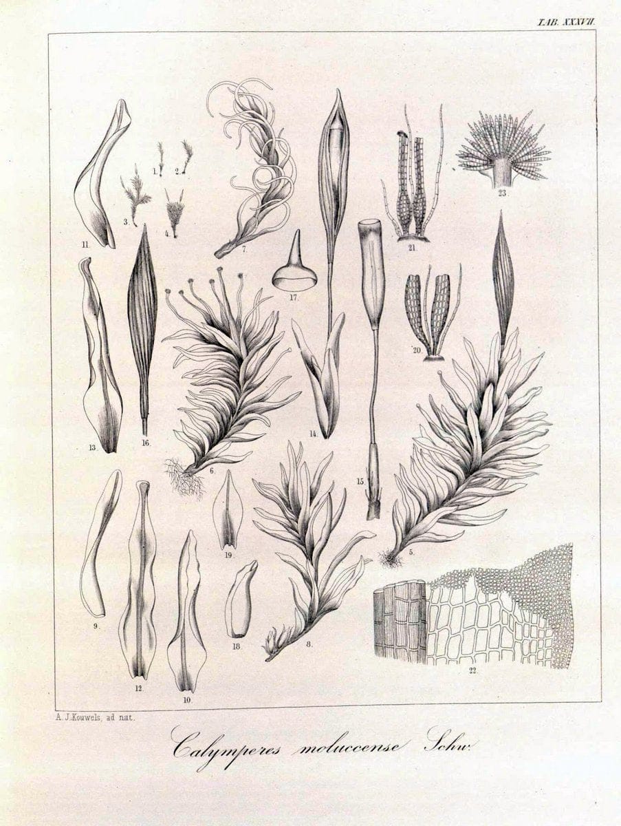 Bryologia javanica :.Lugduni-Batavorum [Leiden] :E. J. Brill,1855-1870.  | Bogor Indonesia Musci  | Vintage Print Reproduction 465370