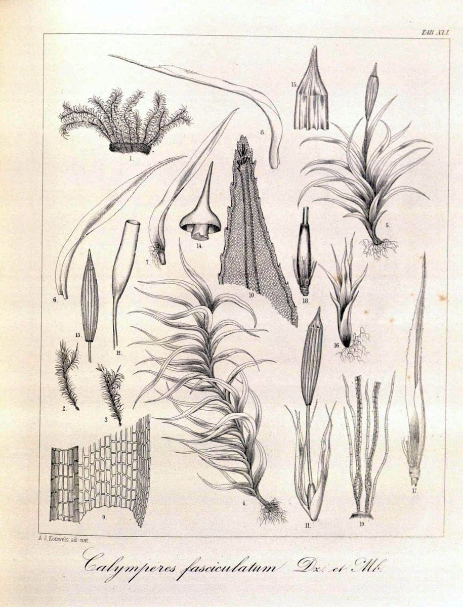 Bryologia javanica :.Lugduni-Batavorum [Leiden] :E. J. Brill,1855-1870.  | Bogor Indonesia Musci  | Vintage Print Reproduction 465374