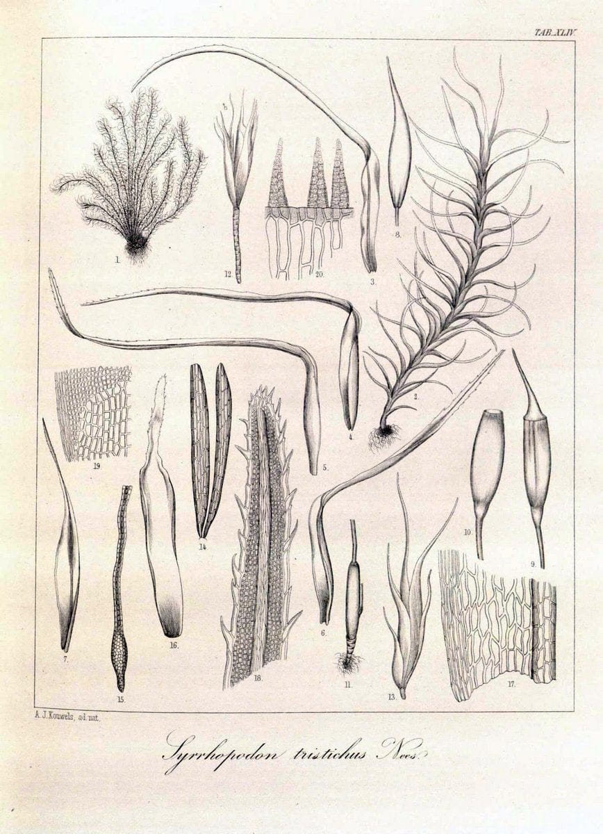Dragable Image