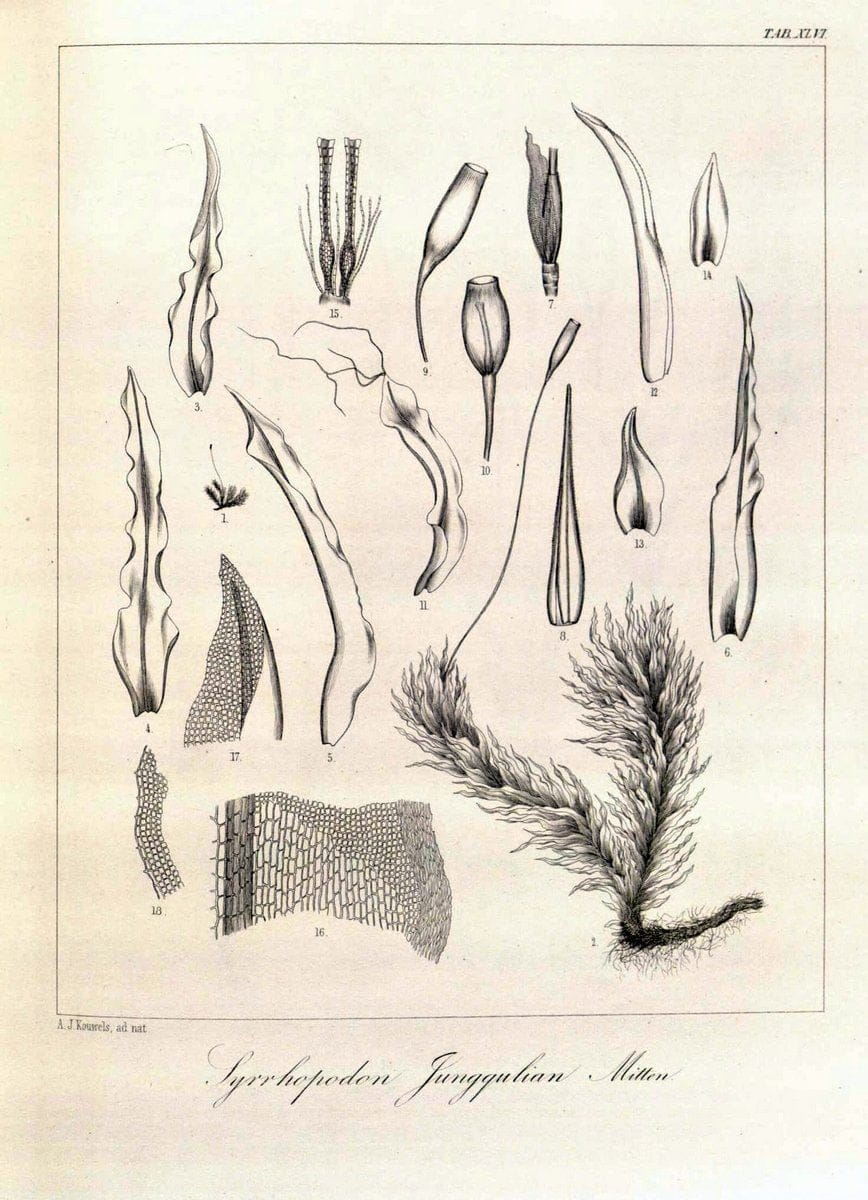 Bryologia javanica :.Lugduni-Batavorum [Leiden] :E. J. Brill,1855-1870.  | Bogor Indonesia Musci  | Vintage Print Reproduction 465379