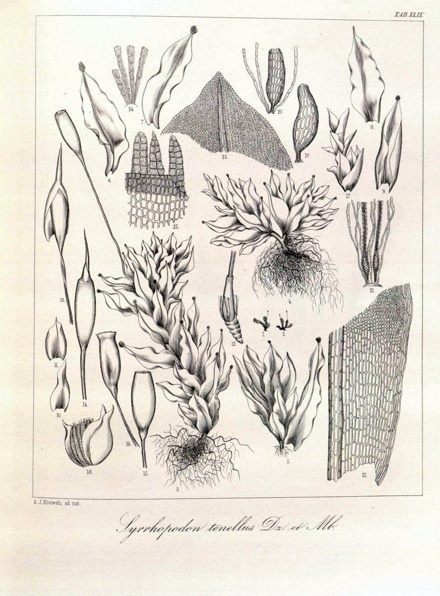 Bryologia javanica :.Lugduni-Batavorum [Leiden] :E. J. Brill,1855-1870.  | Bogor Indonesia Musci  | Vintage Print Reproduction 465382