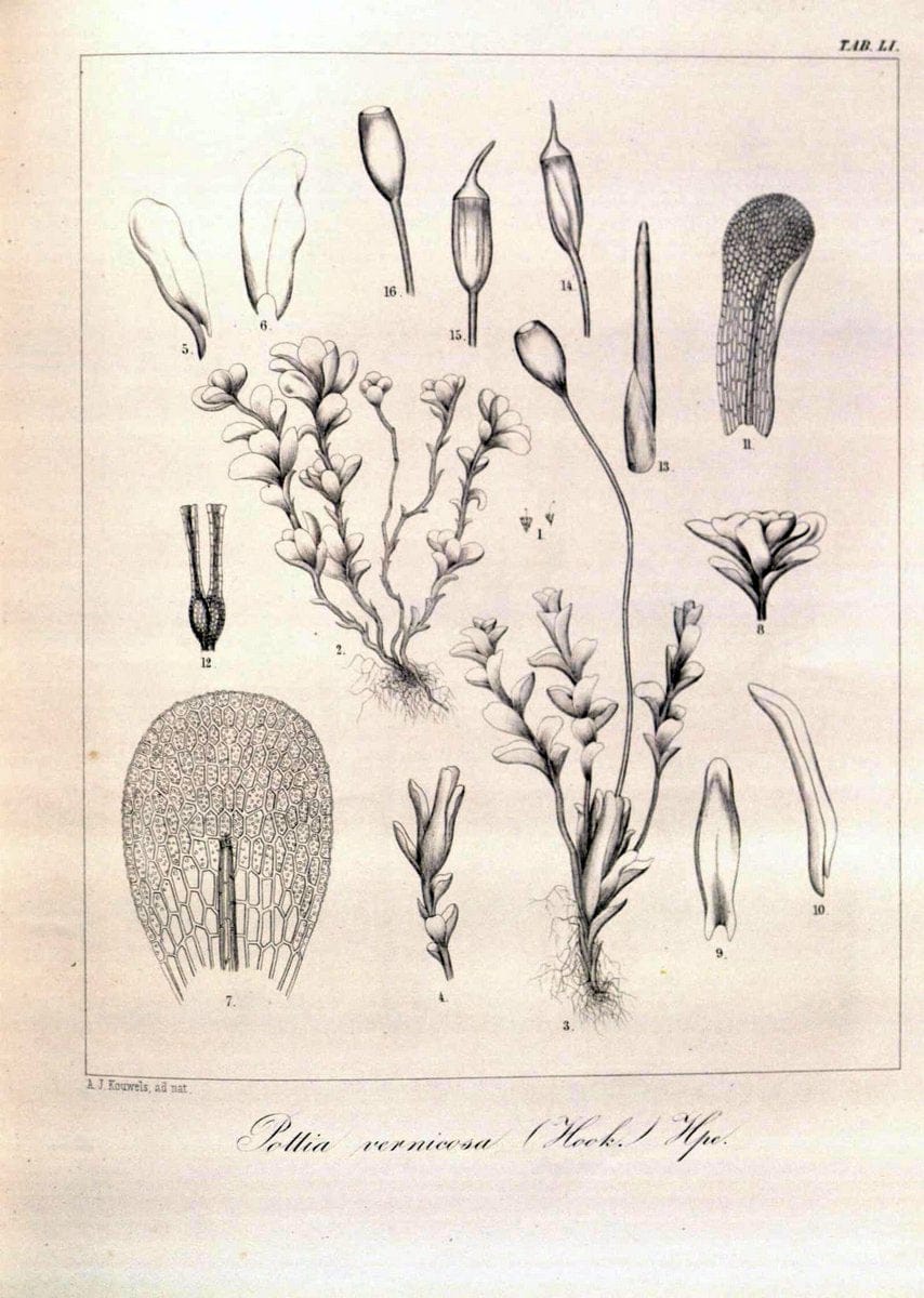 Bryologia javanica :.Lugduni-Batavorum [Leiden] :E. J. Brill,1855-1870.  | Bogor Indonesia Musci  | Vintage Print Reproduction 465384