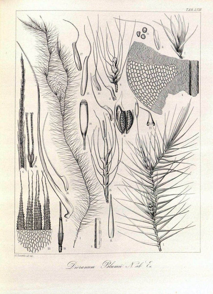 Bryologia javanica :.Lugduni-Batavorum [Leiden] :E. J. Brill,1855-1870.  | Bogor Indonesia Musci  | Vintage Print Reproduction 465391
