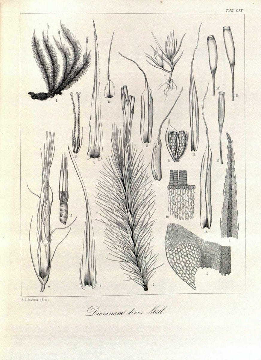 Bryologia javanica :.Lugduni-Batavorum [Leiden] :E. J. Brill,1855-1870.  | Bogor Indonesia Musci  | Vintage Print Reproduction 465392