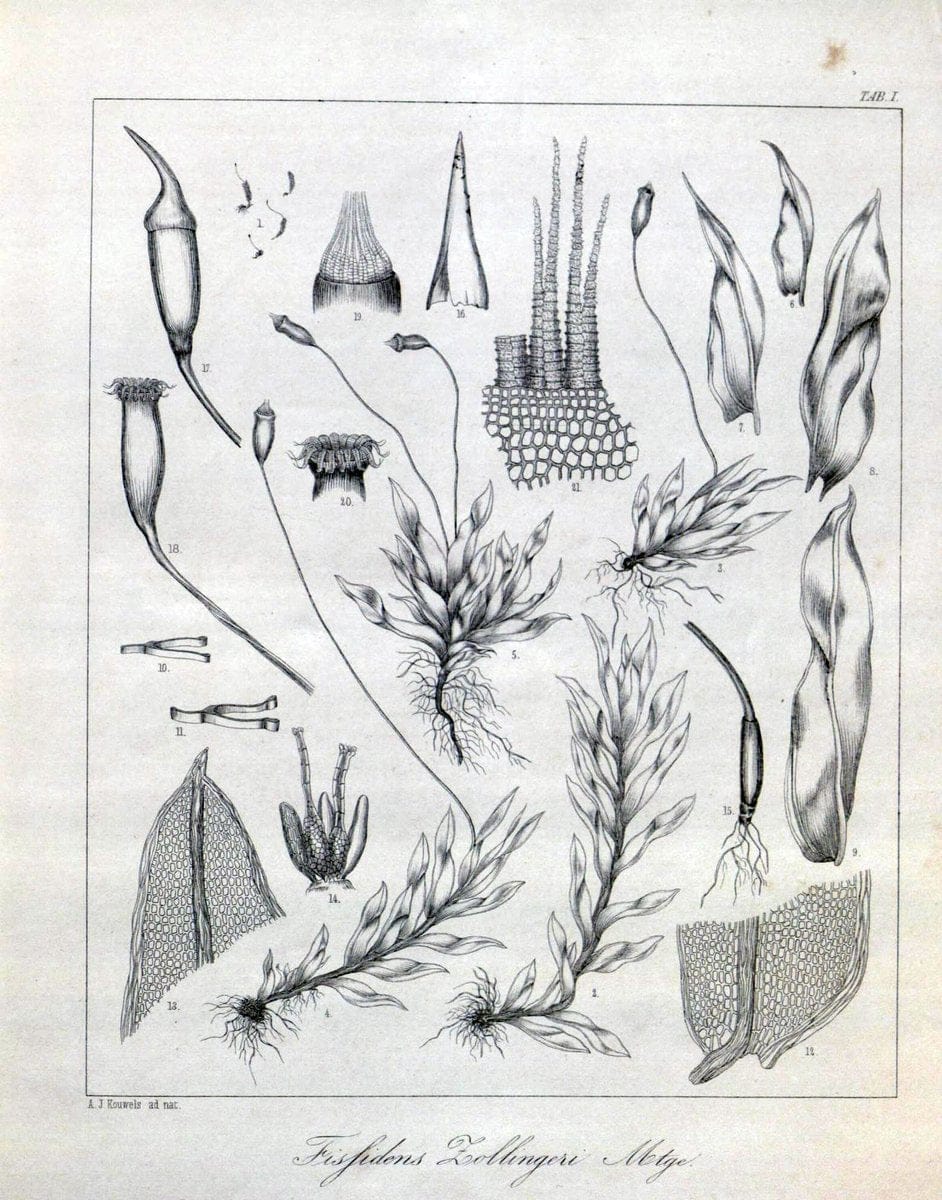 Bryologia javanica :.Lugduni-Batavorum [Leiden] :E. J. Brill,1855-1870.  | Bogor Indonesia Musci  | Vintage Print Reproduction 465395