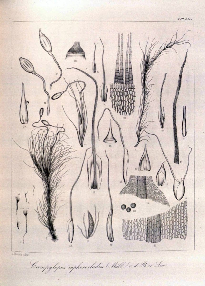 Bryologia javanica :.Lugduni-Batavorum [Leiden] :E. J. Brill,1855-1870.  | Bogor Indonesia Musci  | Vintage Print Reproduction 465400