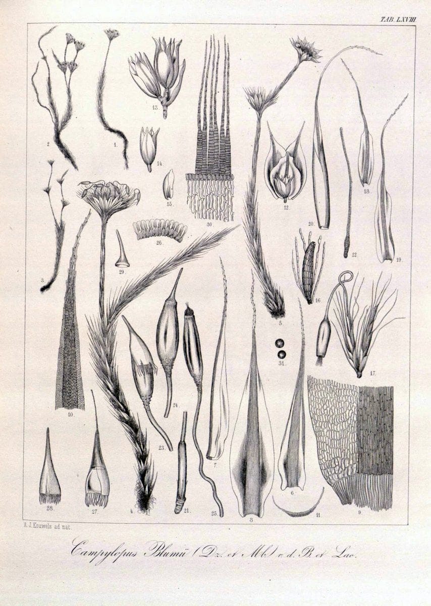 Bryologia javanica :.Lugduni-Batavorum [Leiden] :E. J. Brill,1855-1870.  | Bogor Indonesia Musci  | Vintage Print Reproduction 465402