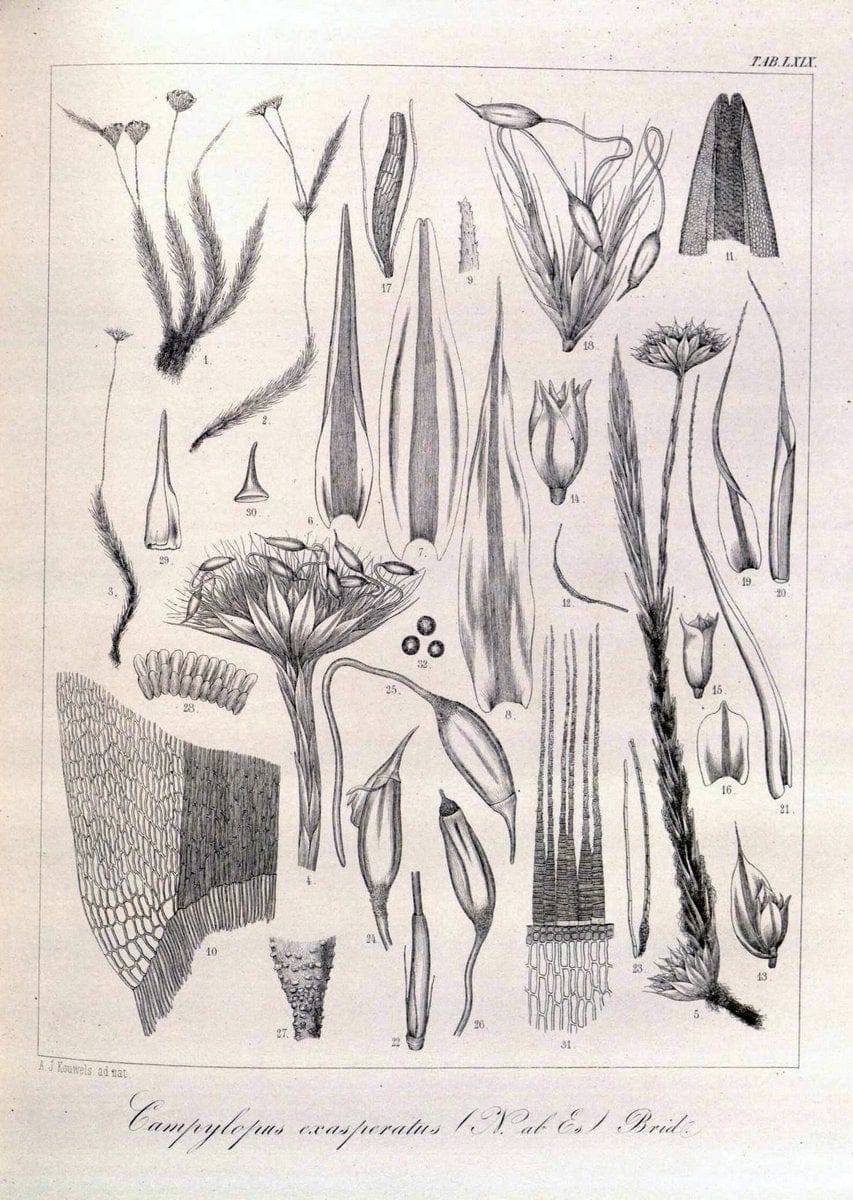 Bryologia javanica :.Lugduni-Batavorum [Leiden] :E. J. Brill,1855-1870.  | Bogor Indonesia Musci  | Vintage Print Reproduction 465403