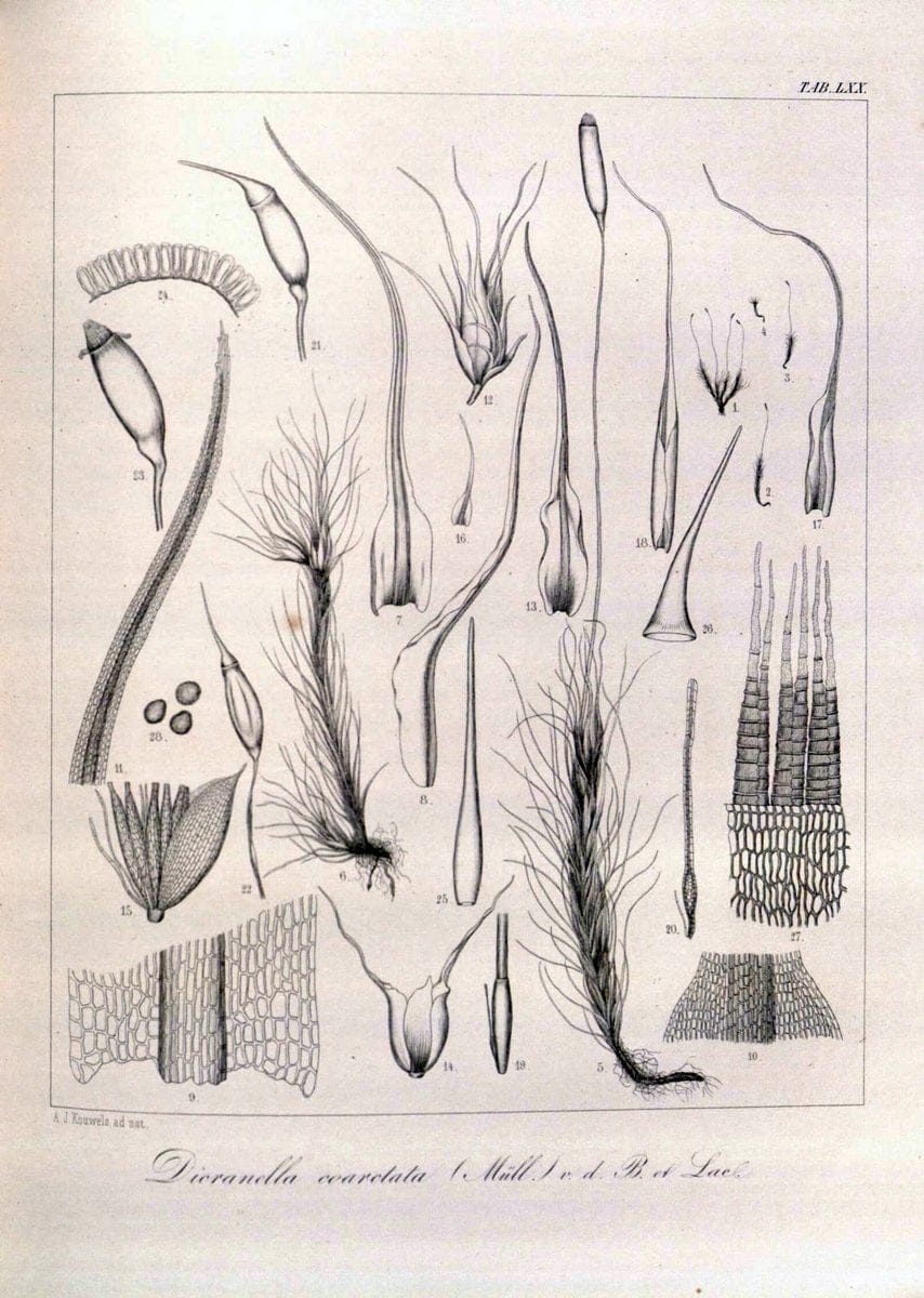 Bryologia javanica :.Lugduni-Batavorum [Leiden] :E. J. Brill,1855-1870.  | Bogor Indonesia Musci  | Vintage Print Reproduction 465404