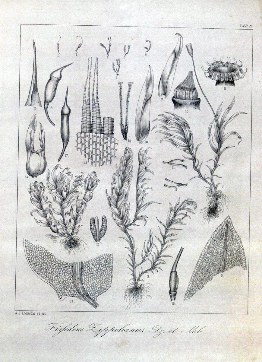 Bryologia javanica :.Lugduni-Batavorum [Leiden] :E. J. Brill,1855-1870.  | Bogor Indonesia Musci  | Vintage Print Reproduction 465405