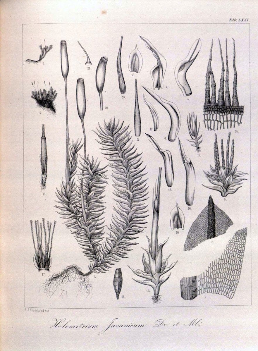 Bryologia javanica :.Lugduni-Batavorum [Leiden] :E. J. Brill,1855-1870.  | Bogor Indonesia Musci  | Vintage Print Reproduction 465406