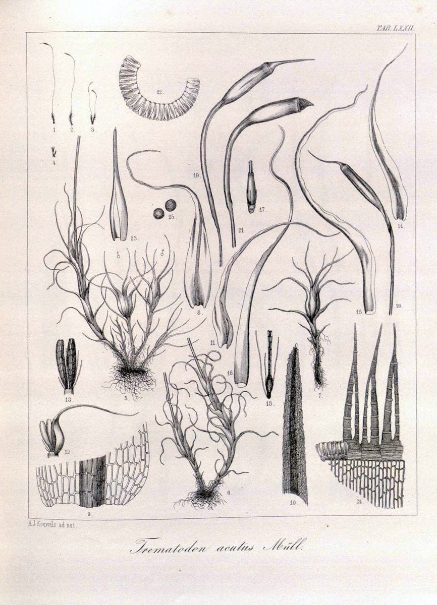 Bryologia javanica :.Lugduni-Batavorum [Leiden] :E. J. Brill,1855-1870.  | Bogor Indonesia Musci  | Vintage Print Reproduction 465407