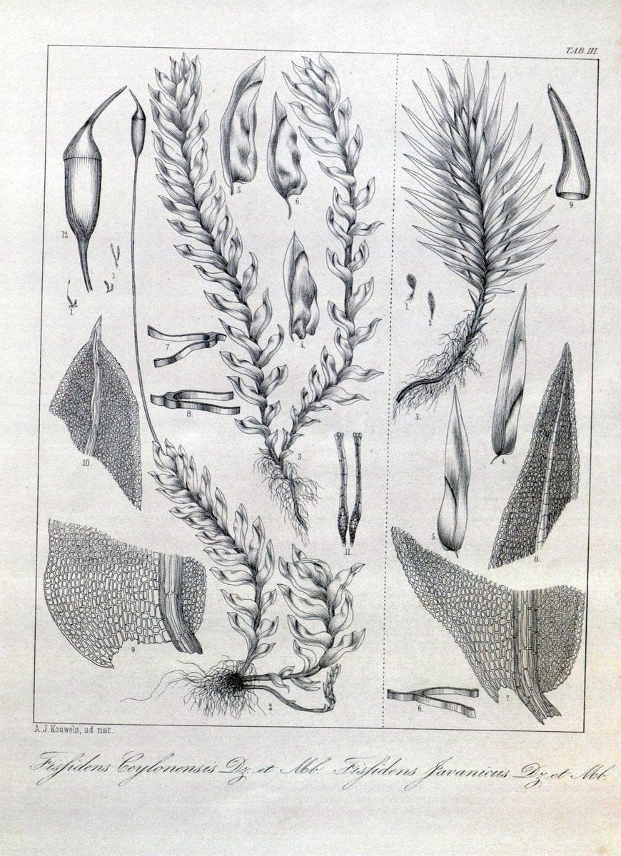 Bryologia javanica :.Lugduni-Batavorum [Leiden] :E. J. Brill,1855-1870.  | Bogor Indonesia Musci  | Vintage Print Reproduction 465408