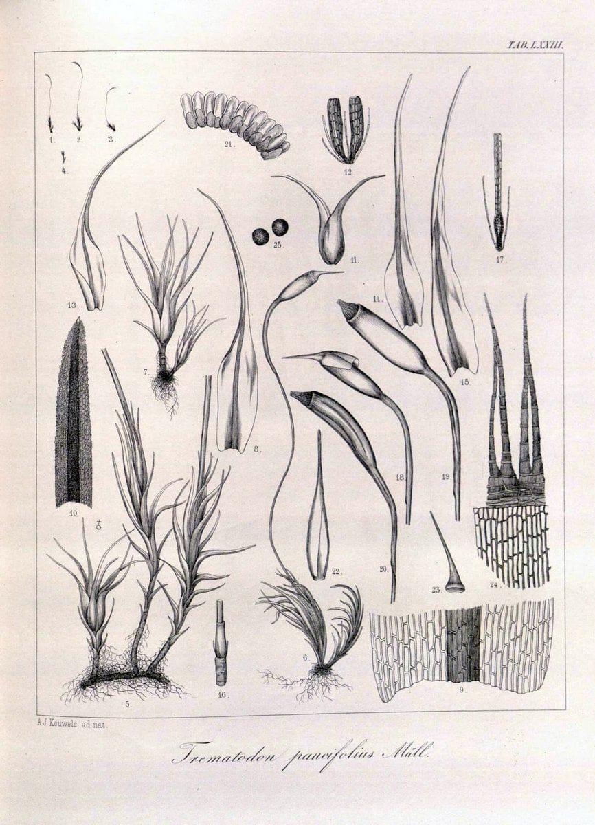 Bryologia javanica :.Lugduni-Batavorum [Leiden] :E. J. Brill,1855-1870.  | Bogor Indonesia Musci  | Vintage Print Reproduction 465409