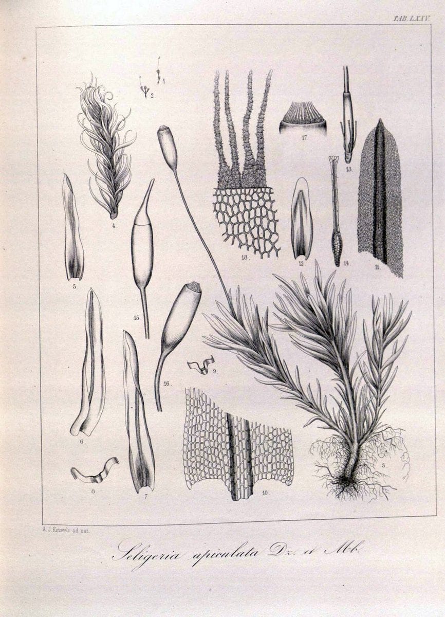 Bryologia javanica :.Lugduni-Batavorum [Leiden] :E. J. Brill,1855-1870.  | Bogor Indonesia Musci  | Vintage Print Reproduction 465411