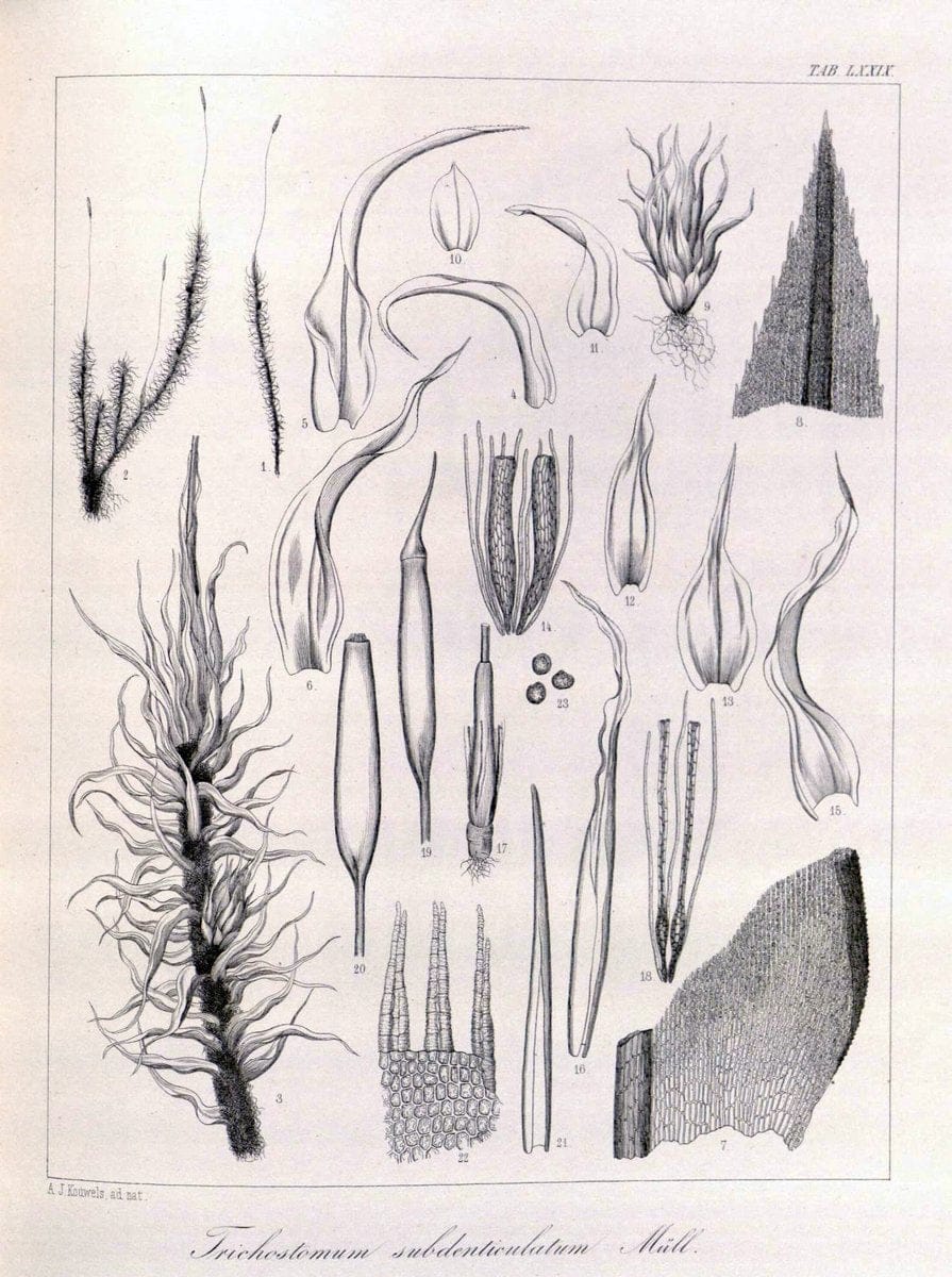 Bryologia javanica :.Lugduni-Batavorum [Leiden] :E. J. Brill,1855-1870.  | Bogor Indonesia Musci  | Vintage Print Reproduction 465416