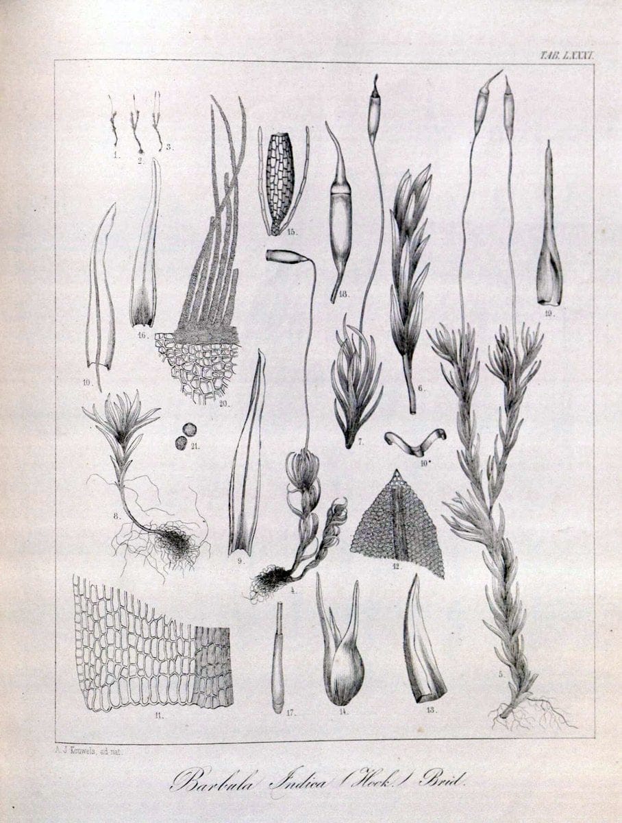 Dragable Image
