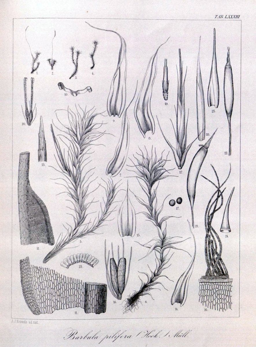 Bryologia javanica :.Lugduni-Batavorum [Leiden] :E. J. Brill,1855-1870.  | Bogor Indonesia Musci  | Vintage Print Reproduction 465421
