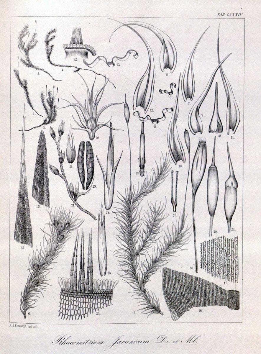 Bryologia javanica :.Lugduni-Batavorum [Leiden] :E. J. Brill,1855-1870.  | Bogor Indonesia Musci  | Vintage Print Reproduction 465422