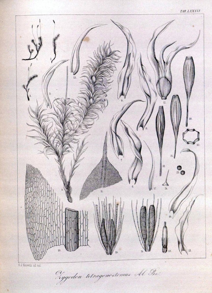 Bryologia javanica :.Lugduni-Batavorum [Leiden] :E. J. Brill,1855-1870.  | Bogor Indonesia Musci  | Vintage Print Reproduction 465424