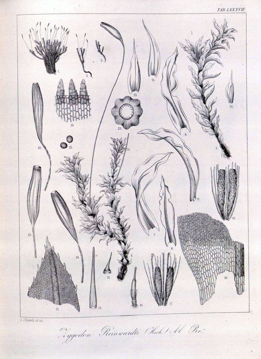 Bryologia javanica :.Lugduni-Batavorum [Leiden] :E. J. Brill,1855-1870.  | Bogor Indonesia Musci  | Vintage Print Reproduction 465425
