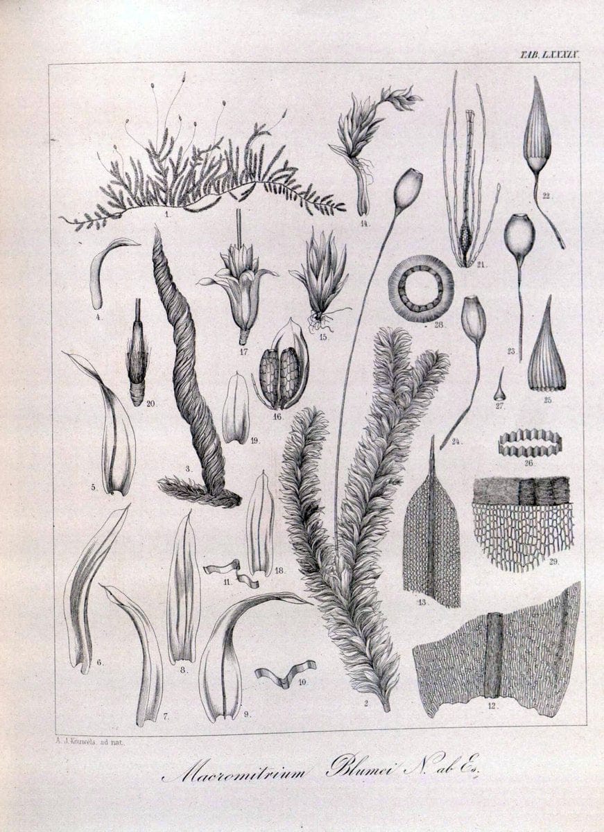 Bryologia javanica :.Lugduni-Batavorum [Leiden] :E. J. Brill,1855-1870.  | Bogor Indonesia Musci  | Vintage Print Reproduction 465427