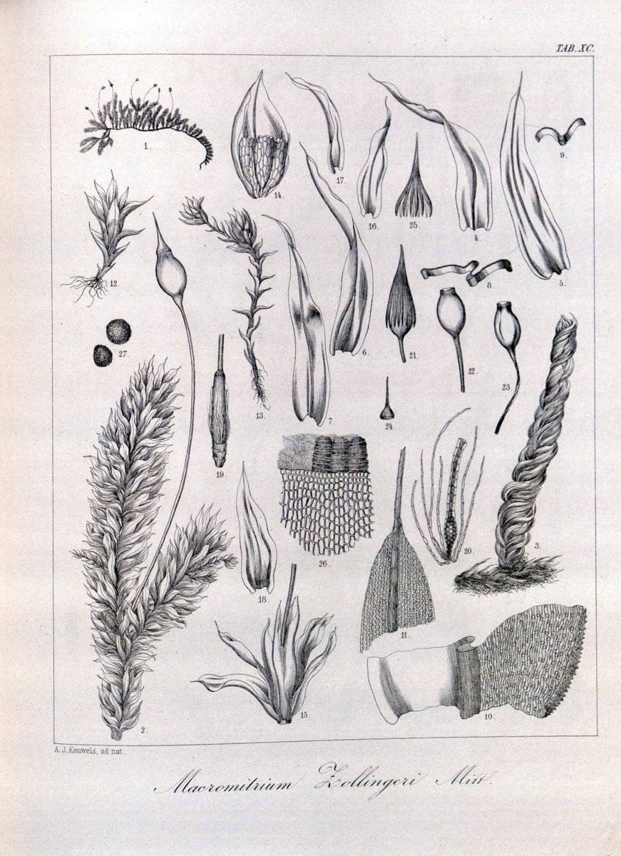 Bryologia javanica :.Lugduni-Batavorum [Leiden] :E. J. Brill,1855-1870.  | Bogor Indonesia Musci  | Vintage Print Reproduction 465428