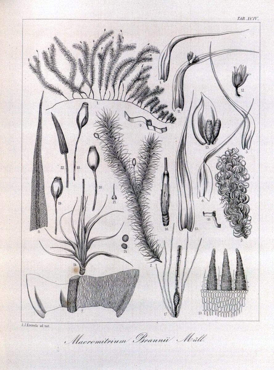 Bryologia javanica :.Lugduni-Batavorum [Leiden] :E. J. Brill,1855-1870.  | Bogor Indonesia Musci  | Vintage Print Reproduction 465432