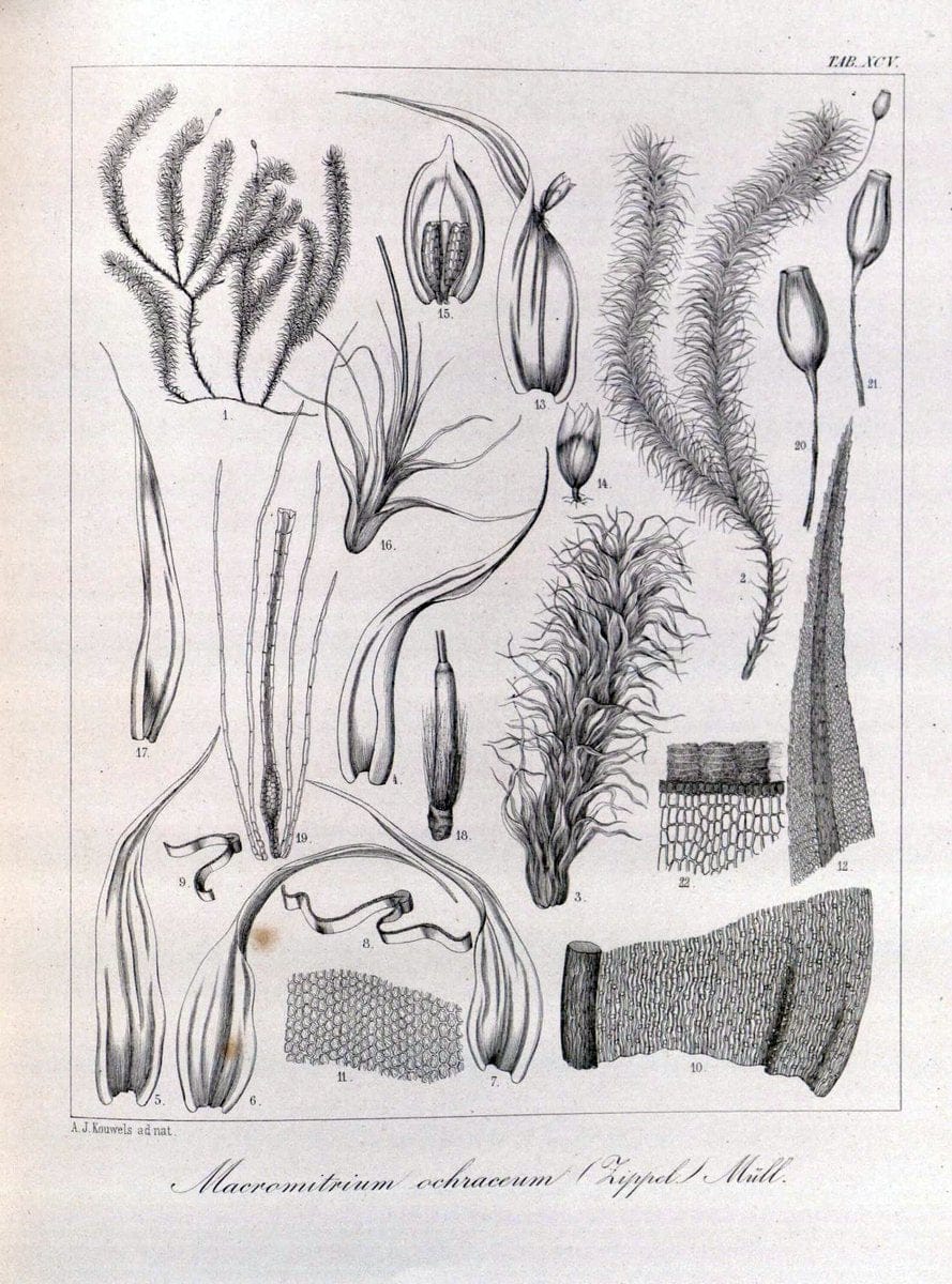 Bryologia javanica :.Lugduni-Batavorum [Leiden] :E. J. Brill,1855-1870.  | Bogor Indonesia Musci  | Vintage Print Reproduction 465433