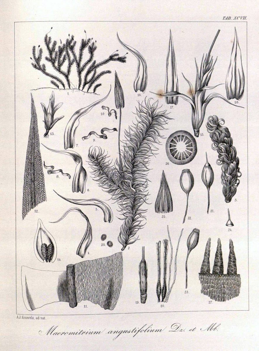 Bryologia javanica :.Lugduni-Batavorum [Leiden] :E. J. Brill,1855-1870.  | Bogor Indonesia Musci  | Vintage Print Reproduction 465435