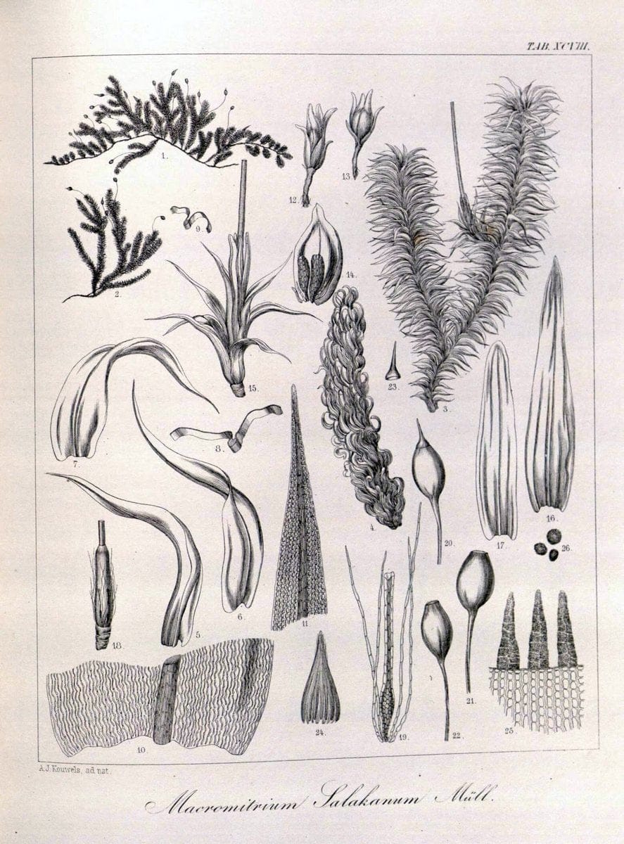 Bryologia javanica :.Lugduni-Batavorum [Leiden] :E. J. Brill,1855-1870.  | Bogor Indonesia Musci  | Vintage Print Reproduction 465436