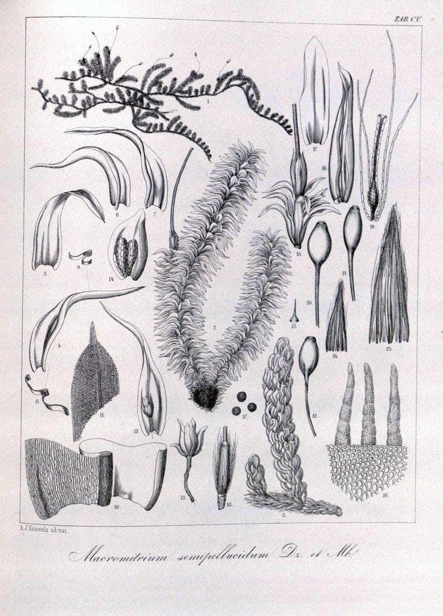 Bryologia javanica :.Lugduni-Batavorum [Leiden] :E. J. Brill,1855-1870.  | Bogor Indonesia Musci  | Vintage Print Reproduction 465443