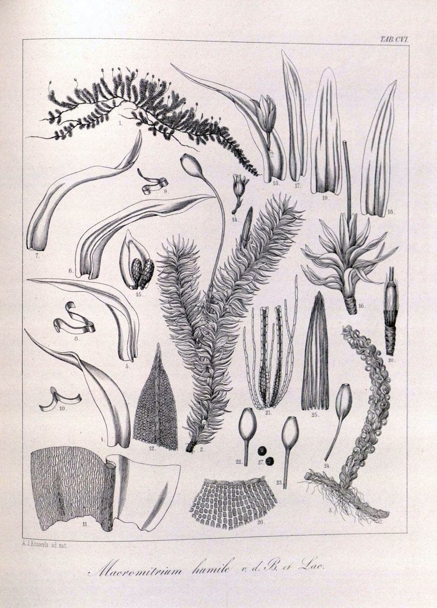 Bryologia javanica :.Lugduni-Batavorum [Leiden] :E. J. Brill,1855-1870.  | Bogor Indonesia Musci  | Vintage Print Reproduction 465444